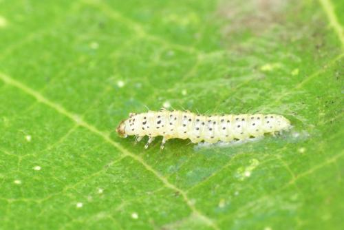Réf. 263 978 : Choreutis nemorana